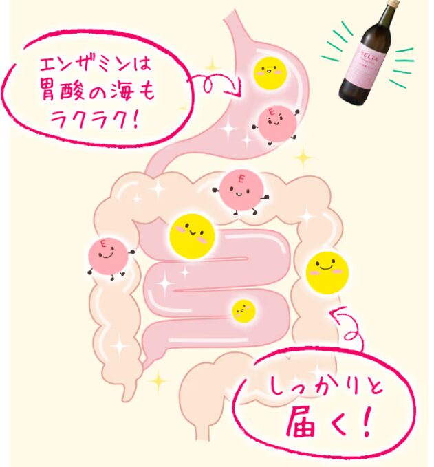 ベルタ酵素ドリンクは熱や酸に強いエンザミンが配合